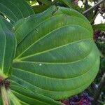 Medinilla magnifica Feuille