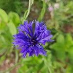 Centaurea cyanusFlor