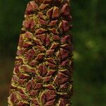Sclerosperma mannii Blüte