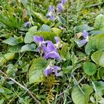 Viola suavis Λουλούδι