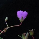 Geranium donianum Habitus