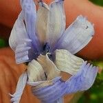 Cichorium intybusപുഷ്പം