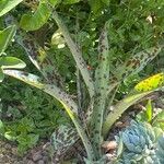 Agave maculata ഇല