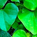 Aristolochia littoralis Likasa
