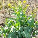 Brassica rapa Habit