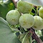 Ginkgo biloba Fruit