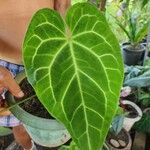 Anthurium crystallinum Hoja