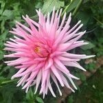 Dahlia × cultorum Fleur