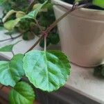 Plectranthus parviflorus Blad