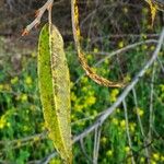 Salix laevigata Лист