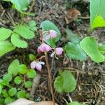 Pyrola asarifolia Blomma