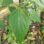 Salvia oxyphora Leaf