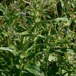 Veronica anagallis-aquatica Habit