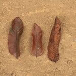 Amphimas ferrugineus Лист
