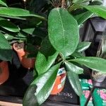 Ficus cyathistipula Blad