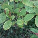 Stewartia pseudocamellia Folla