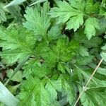 Artemisia princeps List