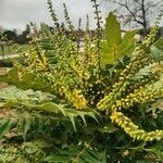 Berberis japonica Blomst