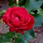 Rosa spp. Flower