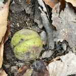 Carya glabra Fruit