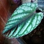 Cissus discolor पत्ता