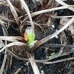 Pulsatilla vulgaris Leaf