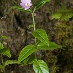 Epilobium duriaei Pokrój