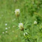 Trifolium alexandrinum Flor