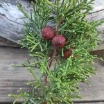 Juniperus phoenicea Fruit