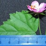 Hibiscus phoeniceus Annet