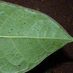 Ficus maxima Folla