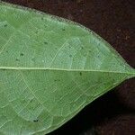 Ficus maxima Leaf