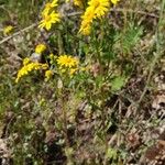 Senecio gallicus Habitus