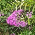 Phlox maculata Flor