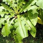 Sonchus fruticosus Hoja
