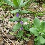 Ajuga integrifolia Habitus