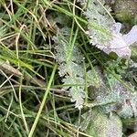 Pedicularis sylvatica Leaf