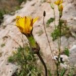 Scorzonera hispanica Květ