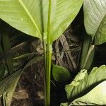 Spathiphyllum fulvovirens Otro