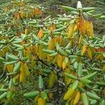 Rhododendron campanulatum Natur