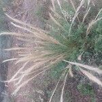 Festuca ambigua Flower