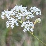 Pimpinella saxifragaFloare