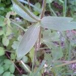 Aquilegia vulgaris List