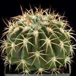 Melocactus curvispinus Plante entière