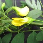 Diphysa americana ᱡᱚ