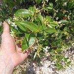 Trachelospermum jasminoides Fulla