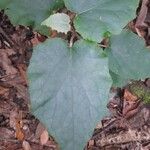 Pericallis appendiculata Leaf