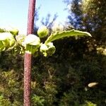 Scrophularia sambucifolia Flor