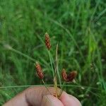 Fimbristylis dichotoma Blomma