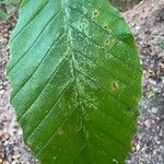 Fagus grandifoliaFolla